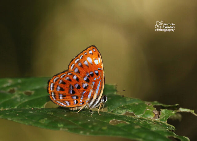 Laxita thuisto thuisto