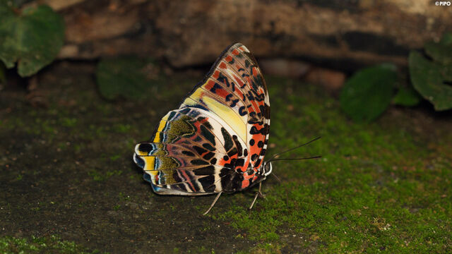 Agatasa calydonia calydonia