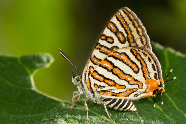 Spindasis vulcanus tavoyanus