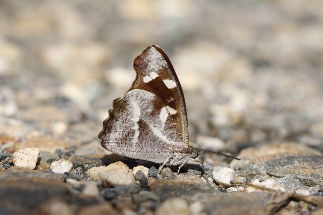 Libythea narina rohini