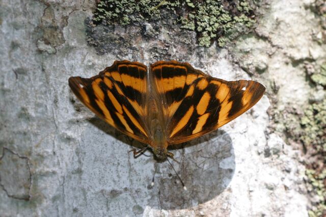 Herona marathus marathus