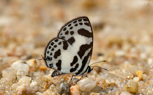 Discolampa ethion ethion