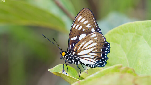Euripus nyctelius nyctelius