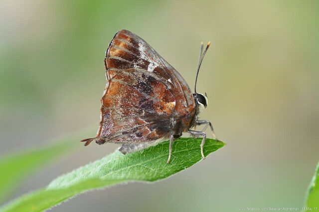 Iraota timoleon wickii