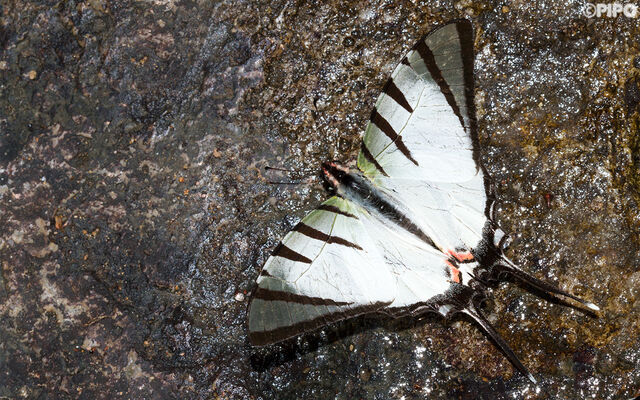 Graphium agetes agetes