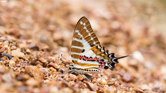 Graphium nomius swinhoei