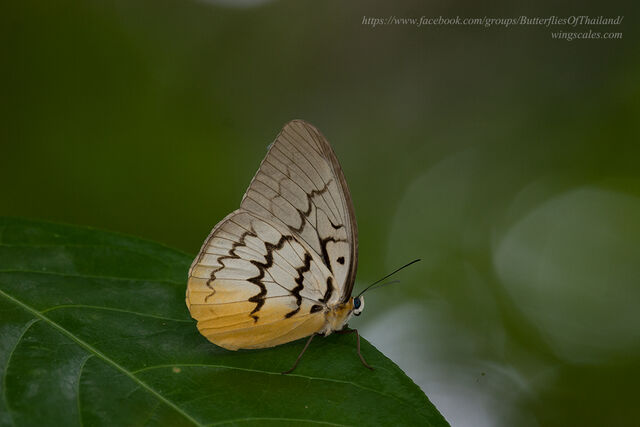 Melanocyma faunula kimurai