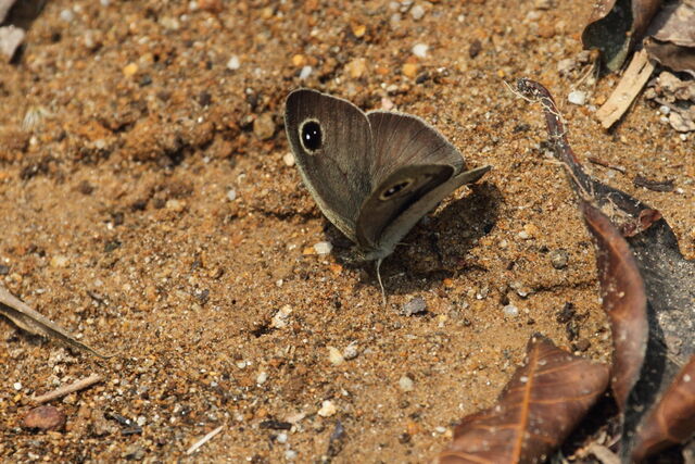 Hemadara narasingha dohertyi