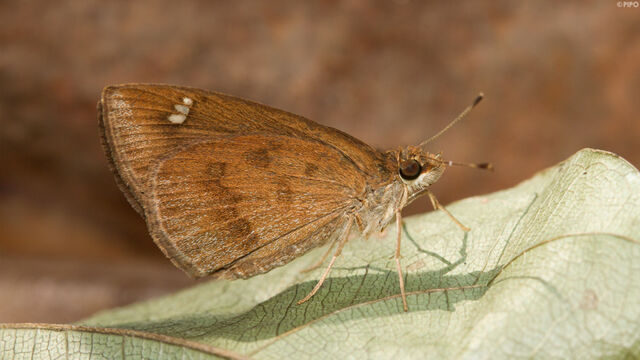 Astictopterus jama olivascens