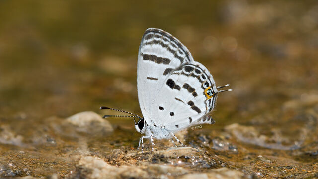 Shijimia potanini umbriel