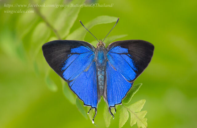 Creon cleobis cleobis