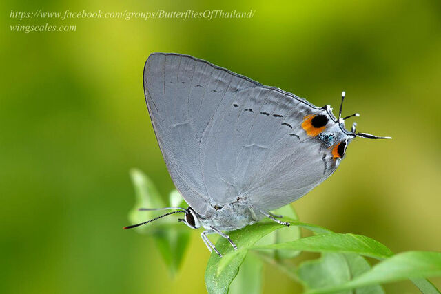Tajuria cippus cippus