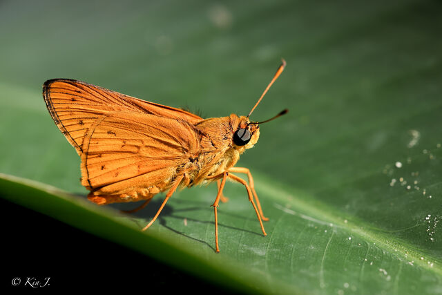 Cephrenes acalle oceanica