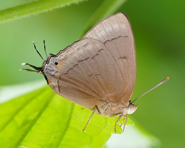 Tajuria deudorix oeta