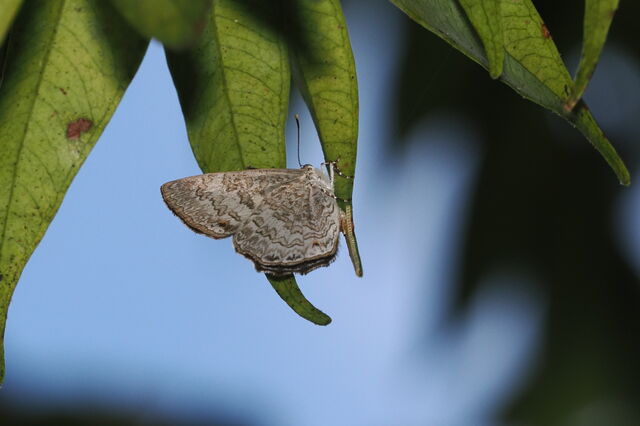 Poritia manilia evansi