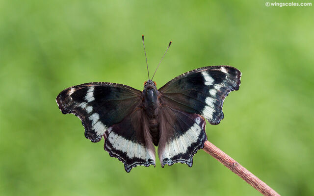 Nymphalis canace canace