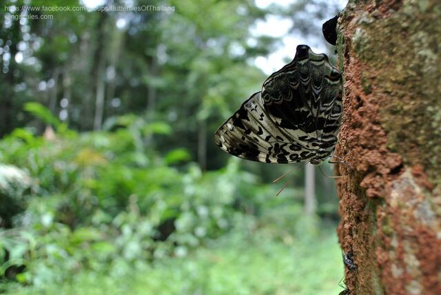 Prothoe franck vilma