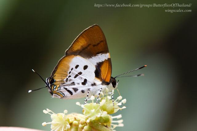 Araotes lapithis lapithis