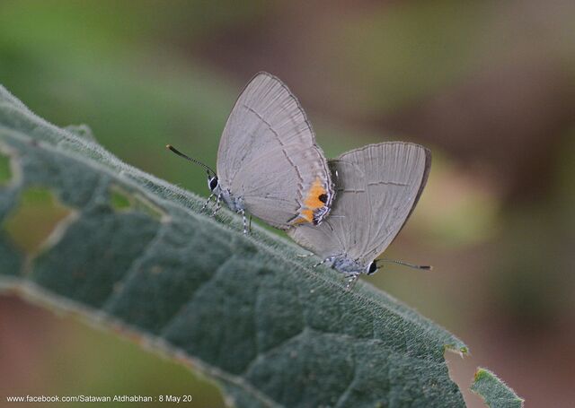 Tajuria isaeus verna