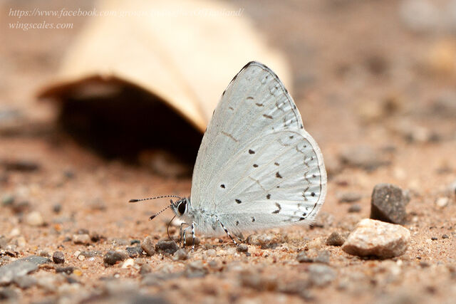 Udara dilecta dilecta