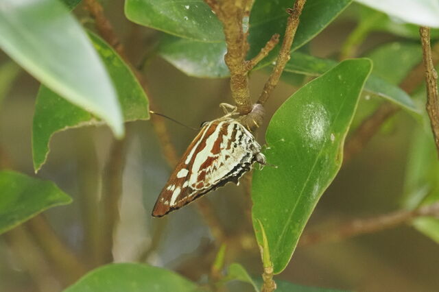 Iraota rochana pandara