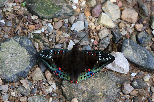 Euthalia malaccana malaccana