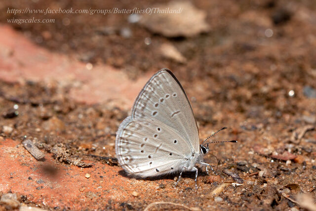 Bothrinia chennellii celastroides