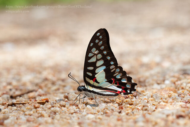 Graphium doson actor