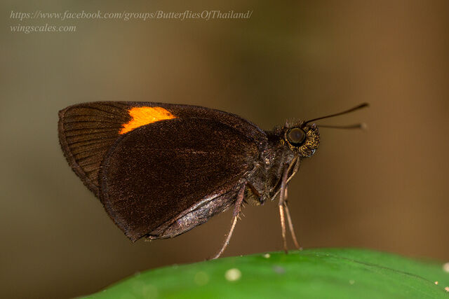 Koruthaialos sindu sindu