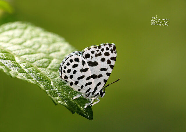 Taraka hamada mendesia