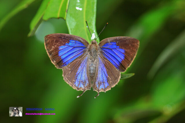 Zinaspa todara karennia