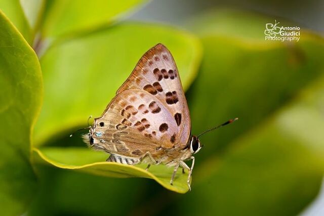 Virachola smilis smilis