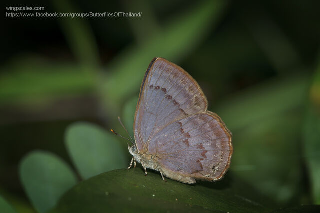 Deramas jasoda jasoda