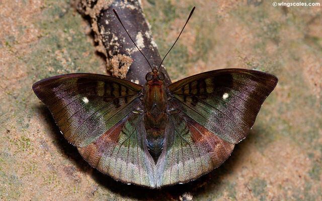 Euthalia monina kesava