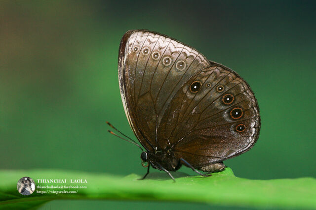 Mandarinia regalis baronesa