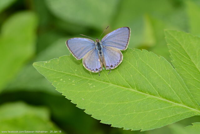 Catopyrops ancyra aberrans