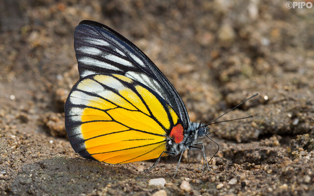 Prioneris philonome clemanthe