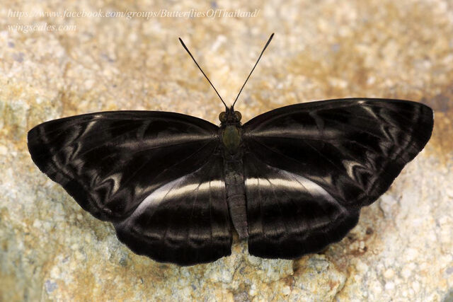 Neptis harita preeyai