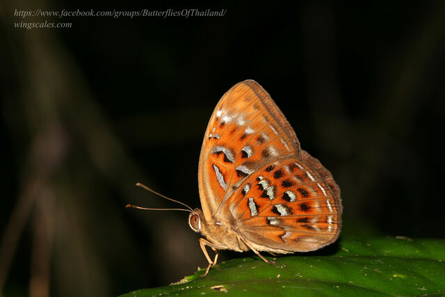 Taxila haquinus berthae
