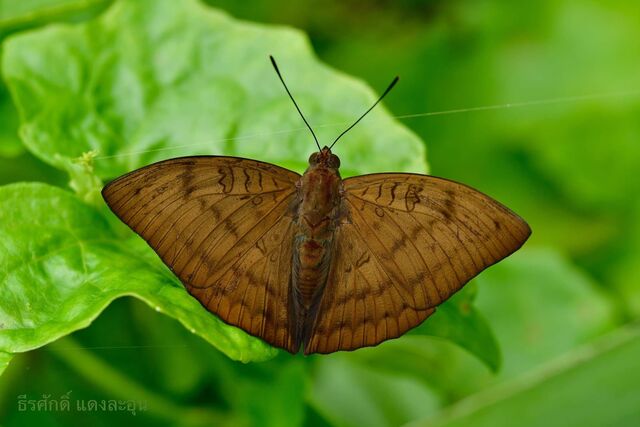 Euthalia kanda elicius