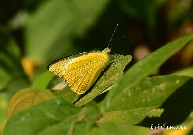 Saletara panda distanti