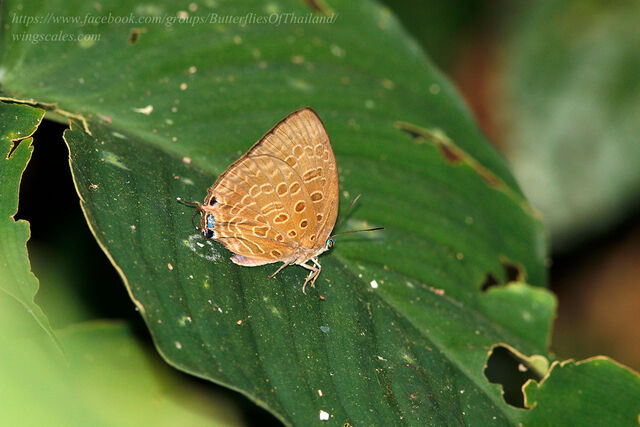 Arhopala aedias agnis