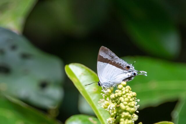 Rachana jalindra indra