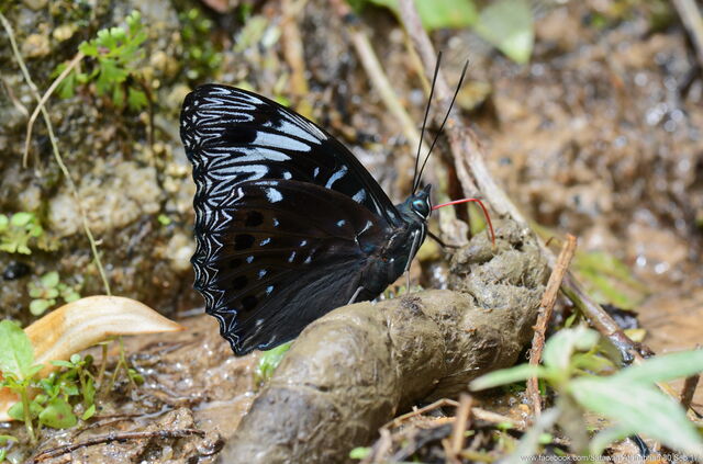 Dichorragia nesimachus machates