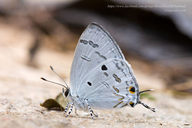 Hypolycaena kina kina