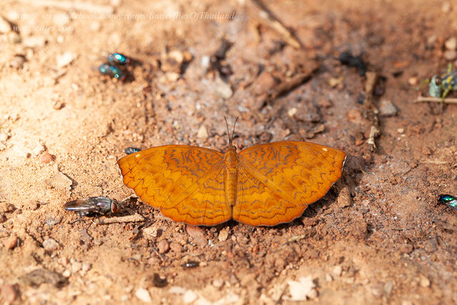 Ariadne merione tapestrina