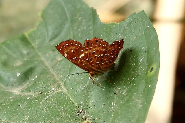 Zemeros flegyas allica