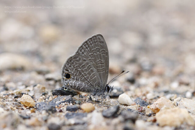 Prosotas dubiosa indica