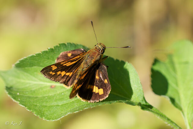 Potanthus trachala tytleri