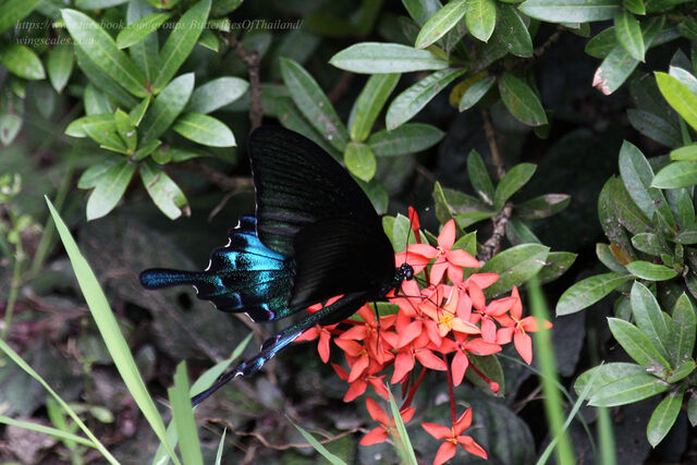 Papilio bianor pinratanai